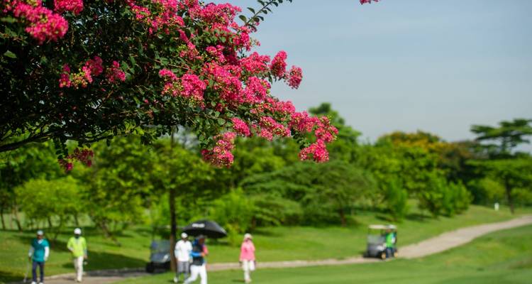 Golfbaan met roze bloeiende boom en wandelende mensen.
