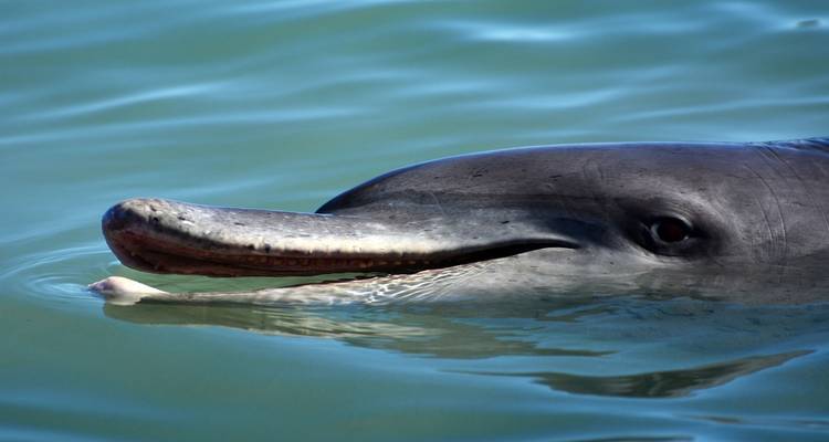 Nahaufnahme eines Delfins, der im Wasser im Monkey Mia Reservat schwimmt.
