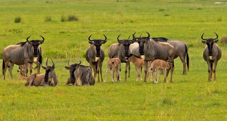 Northern Tanzania Riding Safari - Real Life Adventure Travel