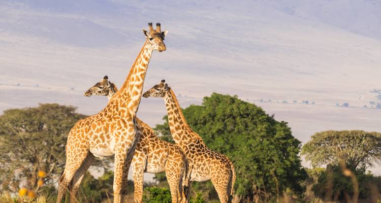 Drei Giraffen stehen auf einem offenen Grasland mit Bäumen im Hintergrund.
