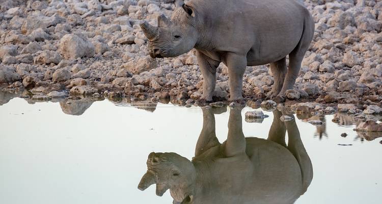 Een neushoorn die drinkt van zijn spiegelbeeld in een waterlichaam.