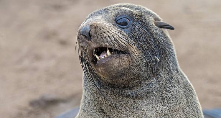 Close-up van een zeehond met een open bek.
