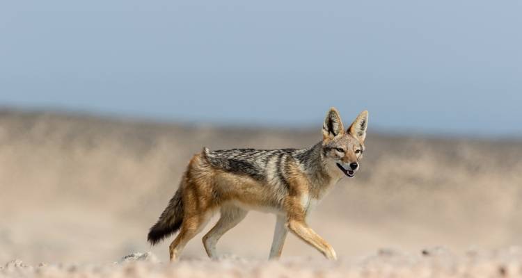 Schakal läuft in einer Wüstenlandschaft.