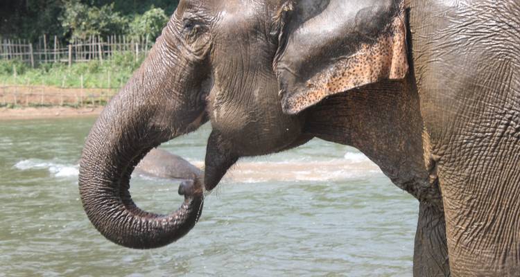 Gros plan de profil d'un éléphant d'Asie près d'une rivière, sa trompe se recourbant vers sa bouche.