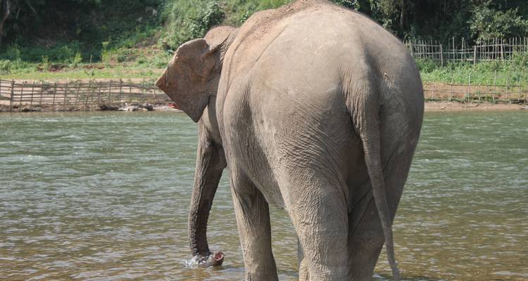 Vue arrière d'un éléphant qui boit en se tenant dans une rivière peu profonde entourée de verdure.