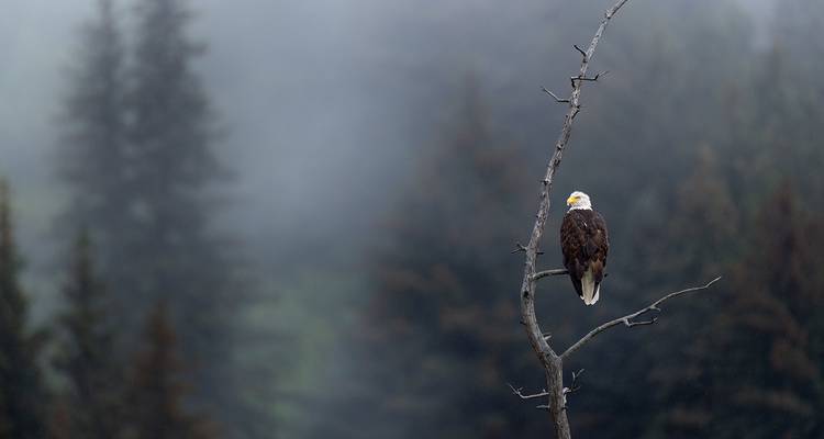 Un aigle chauve solitaire se perche sur une branche dénudée devant une forêt d'Alaska enveloppée de brumes.
