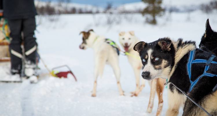 Schlittenhunde im Geschirr auf verschneiter Strecke mit sichtbaren Beinen des Musher neben dem Schlitten