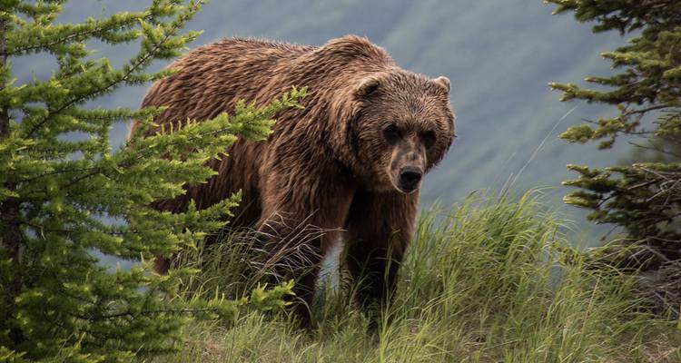 Braunbär, der durch hohes Gras geht, umrahmt von Nadelbäumen