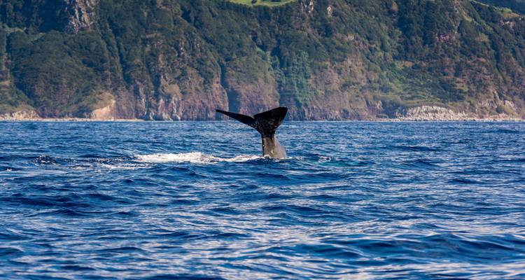 La nageoire caudale d'une baleine brisant la surface de l'océan.