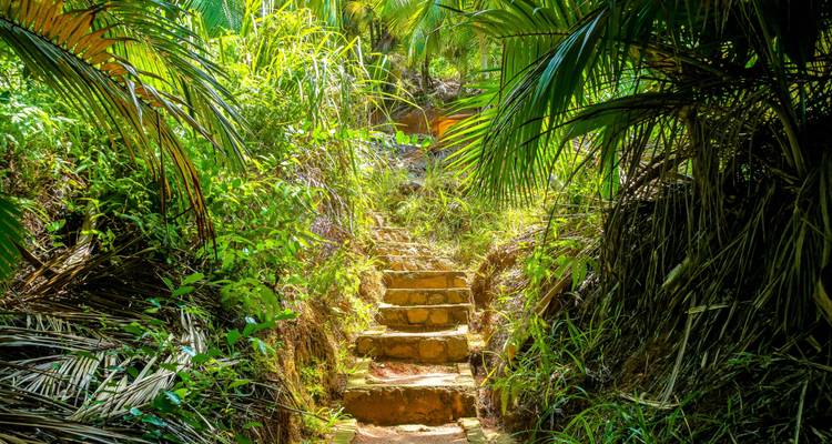Stone steps leading through lush jungle.