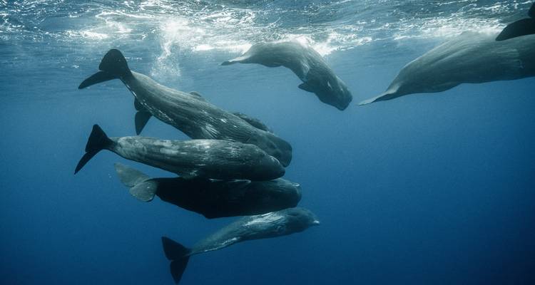 Groupe de baleines nageant sous l'eau.