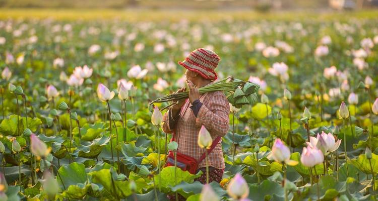 Persoon staand in een uitgestrekt lotusveld