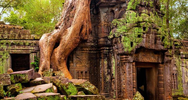 Oude tempel omstrengeld door reusachtige boomwortels