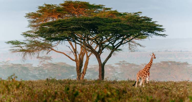 Girafe debout dans les prairies avec un acacia.