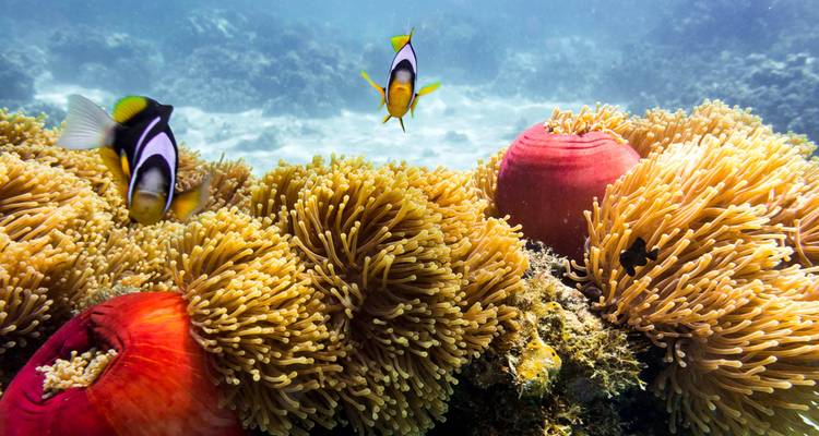 Unterwasseransicht von Korallen mit zwei bunten Fischen.