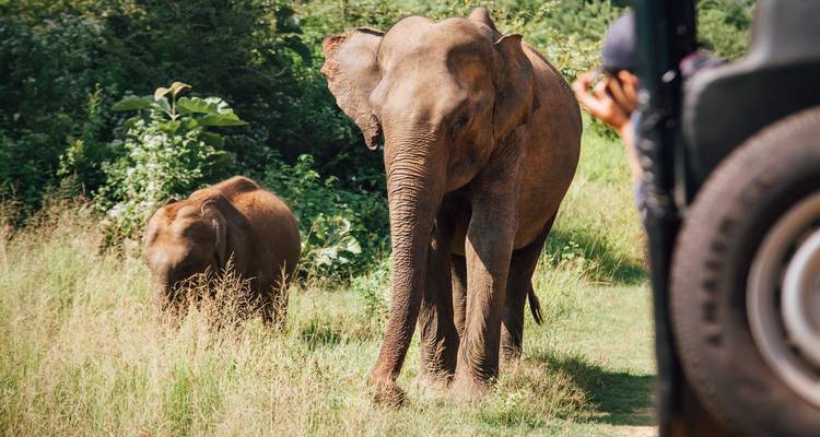 Elefanten, die in einem grasbewachsenen Gebiet laufen, während Menschen sie von einem Fahrzeug aus beobachten.