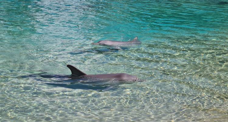 Deux dauphins nageant dans une eau claire et peu profonde.