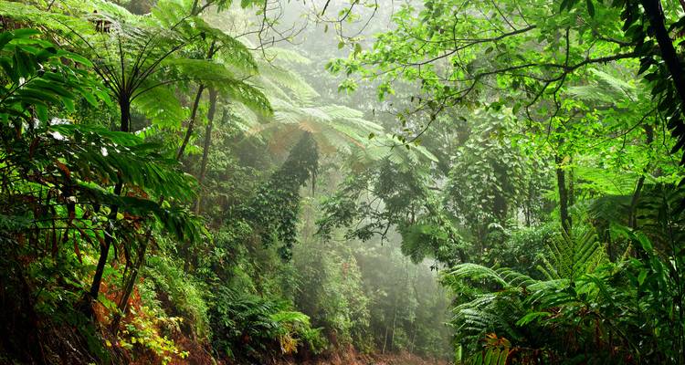 Forêt tropicale dense et luxuriante avec fougères et brume.