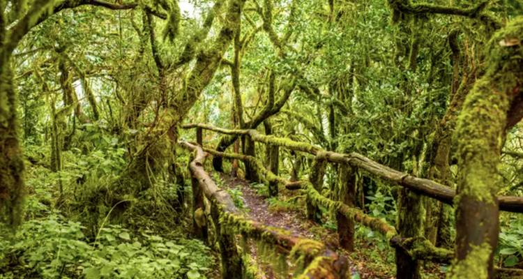 Passerelle en bois à travers une forêt luxuriante et verdoyante aux arbres couverts de mousse.