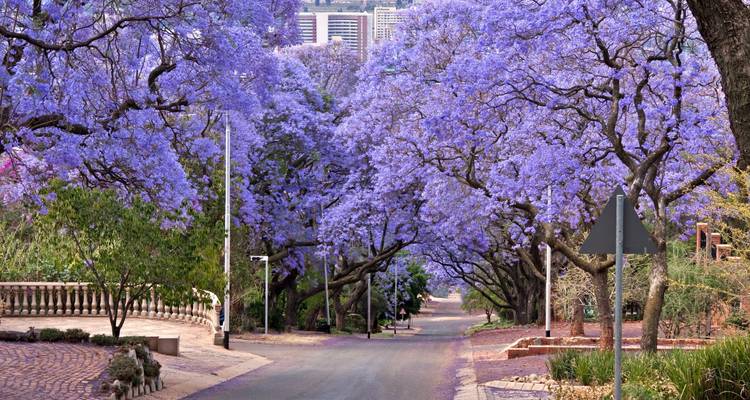 Straße gesäumt von blühenden violetten Jacarandabäumen.