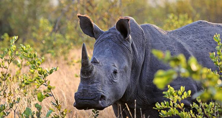 Nahaufnahme eines Nashorns, das auf einem Feld steht.