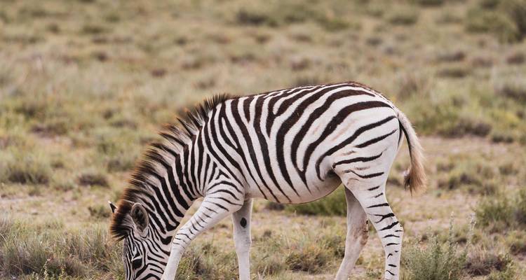 Ein Zebra, das auf einer grasbewachsenen Wiese grast.