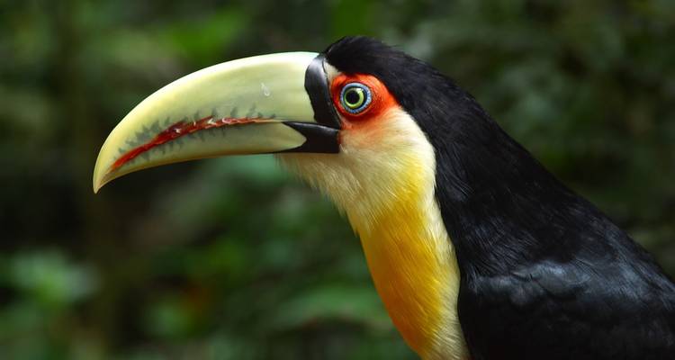 Nahaufnahme eines Tukans mit leuchtenden Farben in einer Waldumgebung.