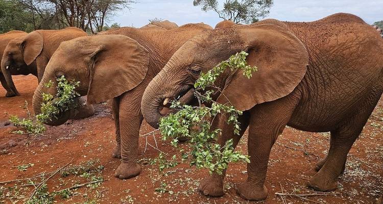 Elefanten, die sich in natürlicher Umgebung von Ästen ernähren.