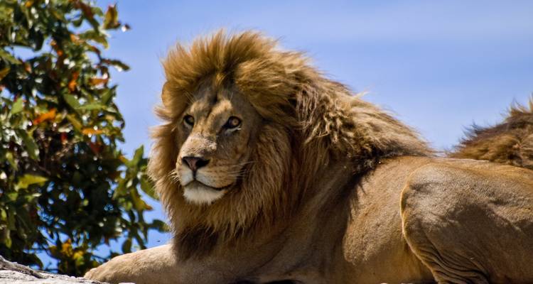 Majestätischer Löwe, der auf einem Felsen unter klarem Himmel liegt.