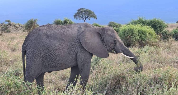 Elefant grast in der Savanne mit Bergen im Hintergrund.