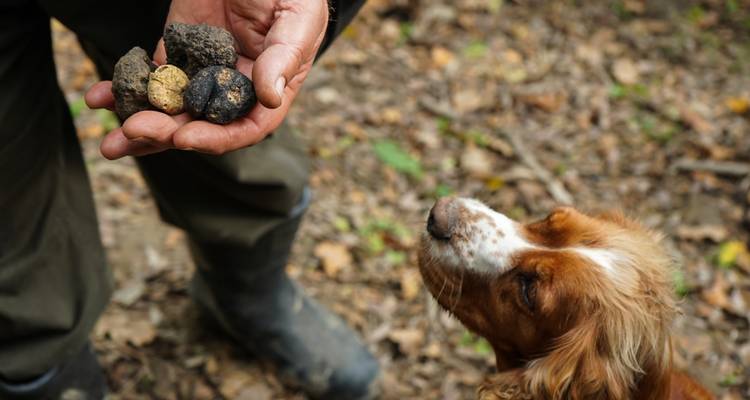 Close-up van handen die truffels vasthouden met een hond in de buurt