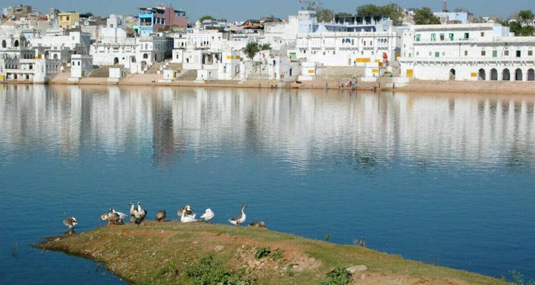 White buildings on the lakeside with birds on the shore.