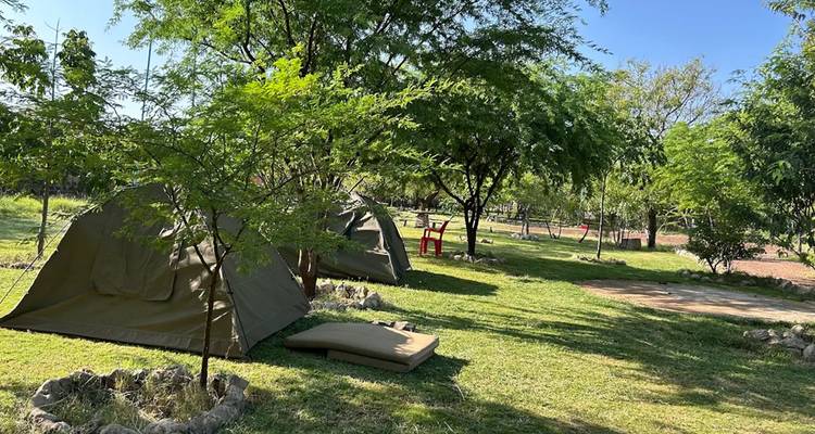 Camping met tenten omringd door bomen en gras.