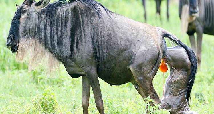 Gnu gebiert auf einer grasbewachsenen Wiese.