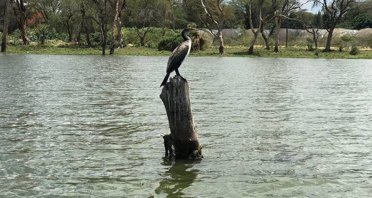 Vogel, der auf einem Baumstumpf in einer ruhigen Seeumgebung sitzt.