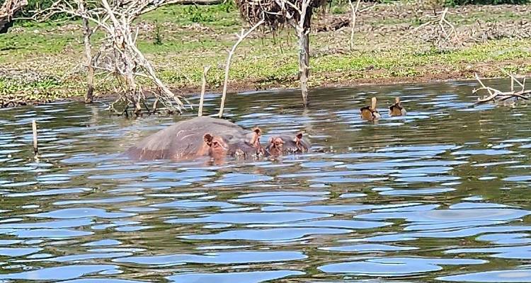 Nilpferd teilweise im Wasser versunken mit umgebender Vegetation.