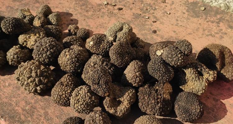 Pile of truffles on a surface.
