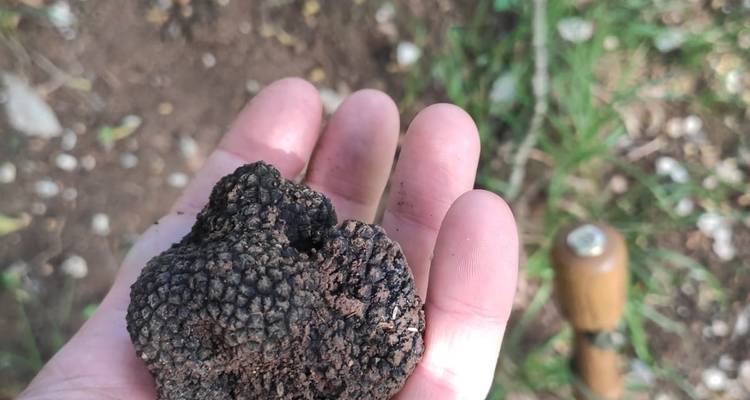 Close-up of a hand holding a truffle