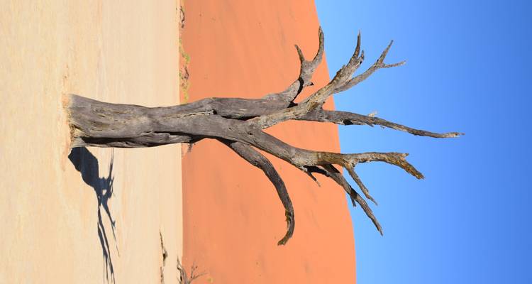Un árbol de acacia muerto y solitario en pie sobre la llanura de arcilla blanca con imponentes dunas de arena roja y un profundo cielo azul de fondo.