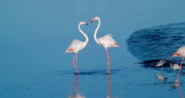 Dos flamencos rosas mirándose el uno al otro en una laguna azul tranquila con ondas suaves, otro pájaro parcialmente visible a la derecha
