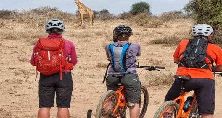 Cyclists pause on dusty ground to watch a lone giraffe browsing in sparse bushland.