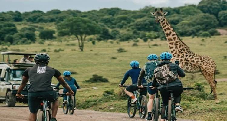 Group of mountain bikers ride a dirt track toward a tall giraffe grazing on open grassland.