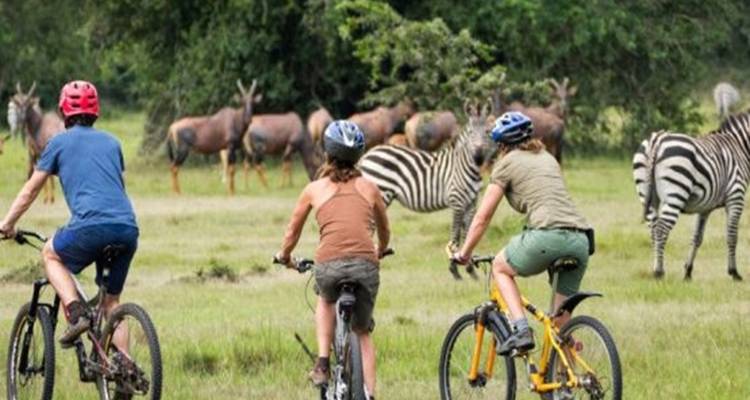 Cyclists pedal past grazing zebras and antelope on a grassy plain in the wild.