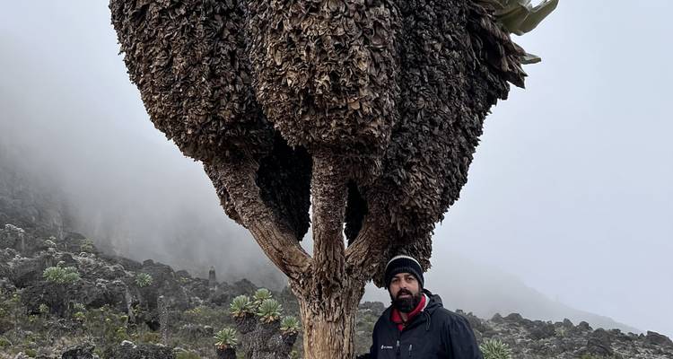 Wanderer in warmer Kleidung, der neben einer riesigen Lobelienpflanze auf einem nebligen vulkanischen Berghang steht.