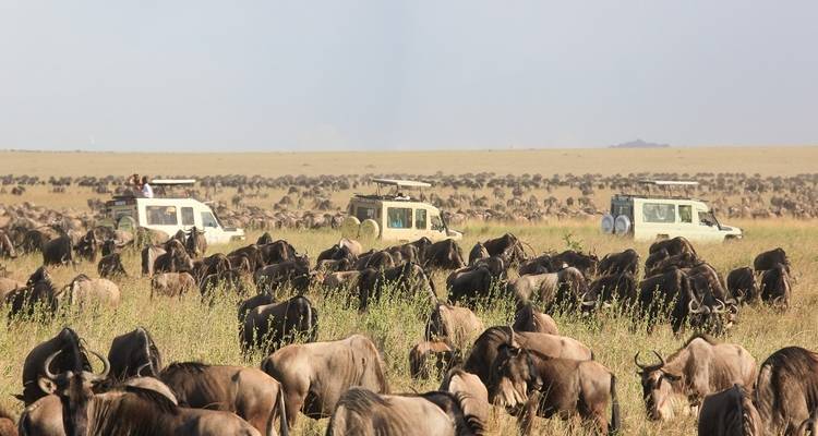 Large herd of wildebeest and safari vehicles on savannah.