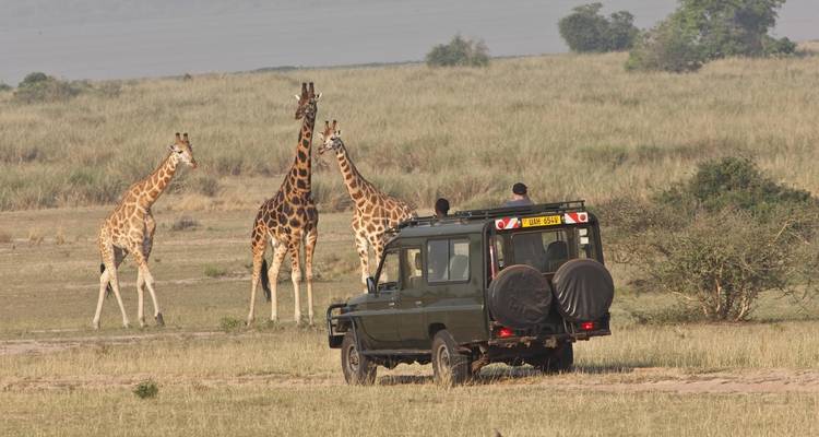 Safari-Fahrzeug beobachtet Giraffen in einer weiten, offenen Landschaft.