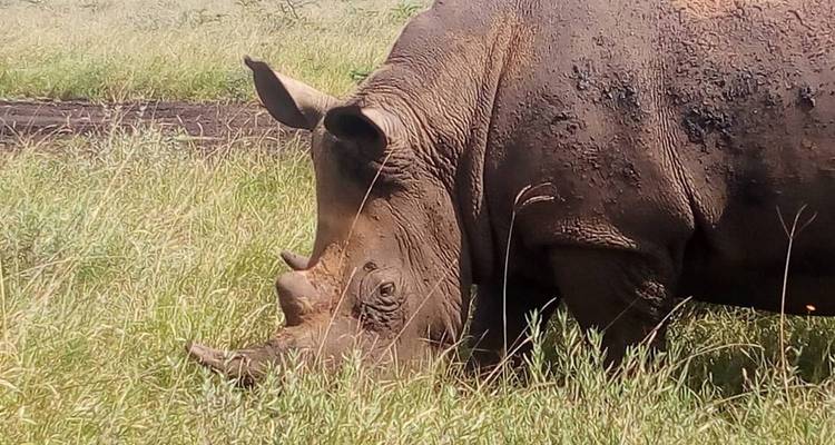 Nahaufnahme eines Nashorns beim Grasen auf Gras.