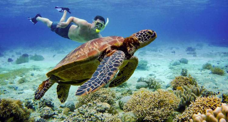 Persona haciendo snorkel junto a una tortuga marina bajo el agua.