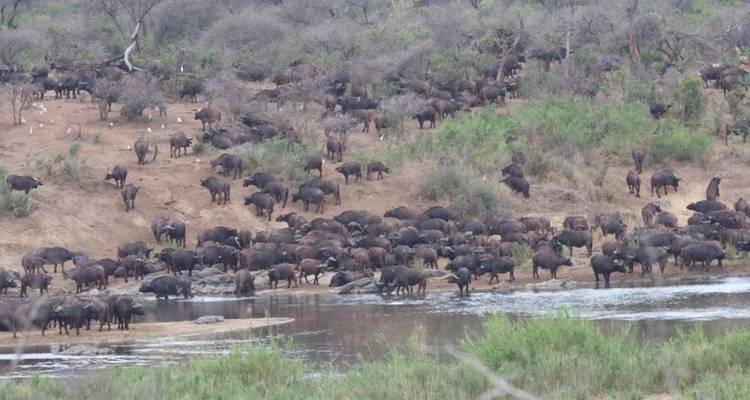 Herd of buffalo by a river in a dry landscape.