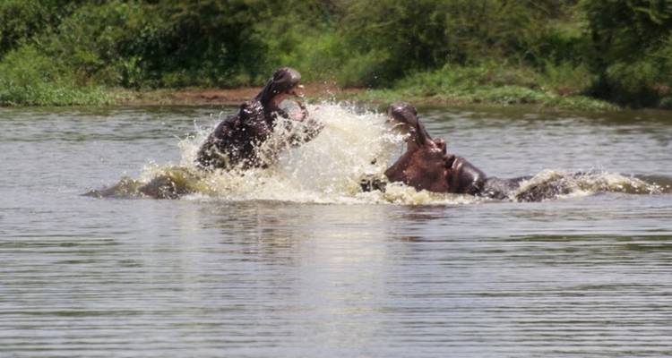 Two hippos play fighting in water.